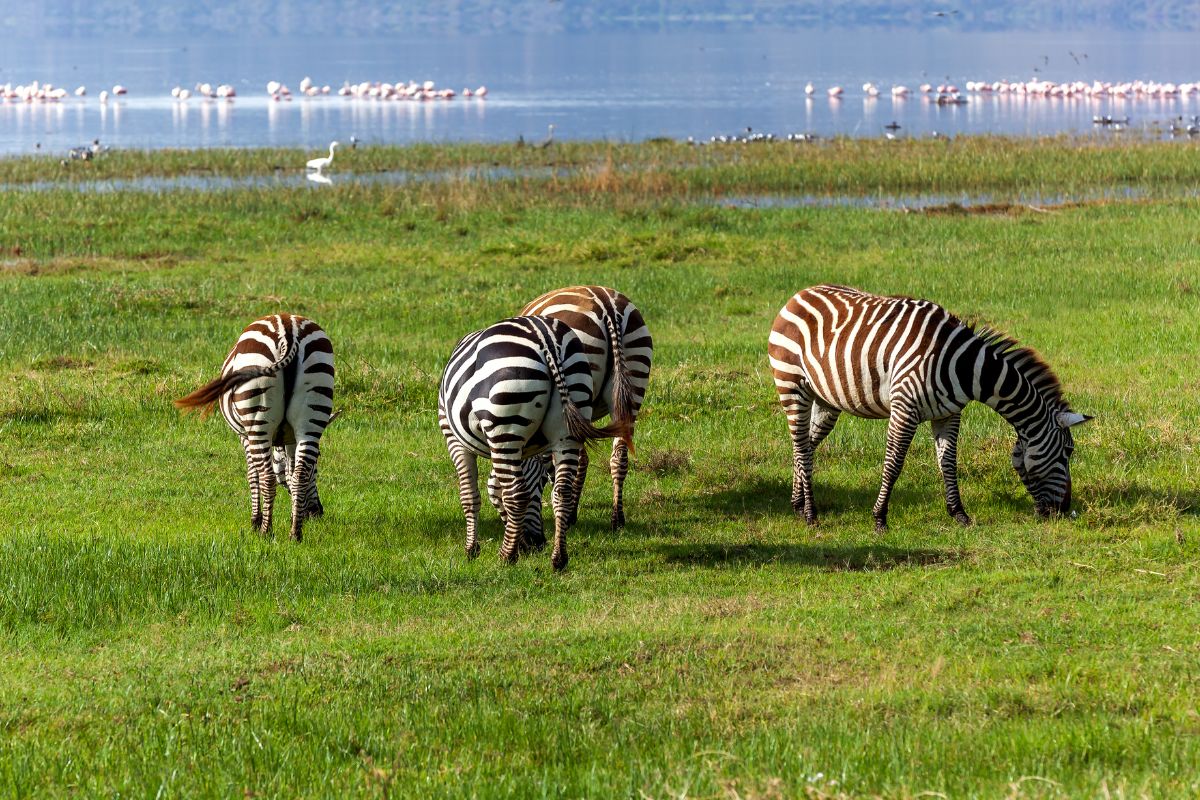 2 Days Lake Nakuru, Lake Naivasha, and Crescent Island Safari