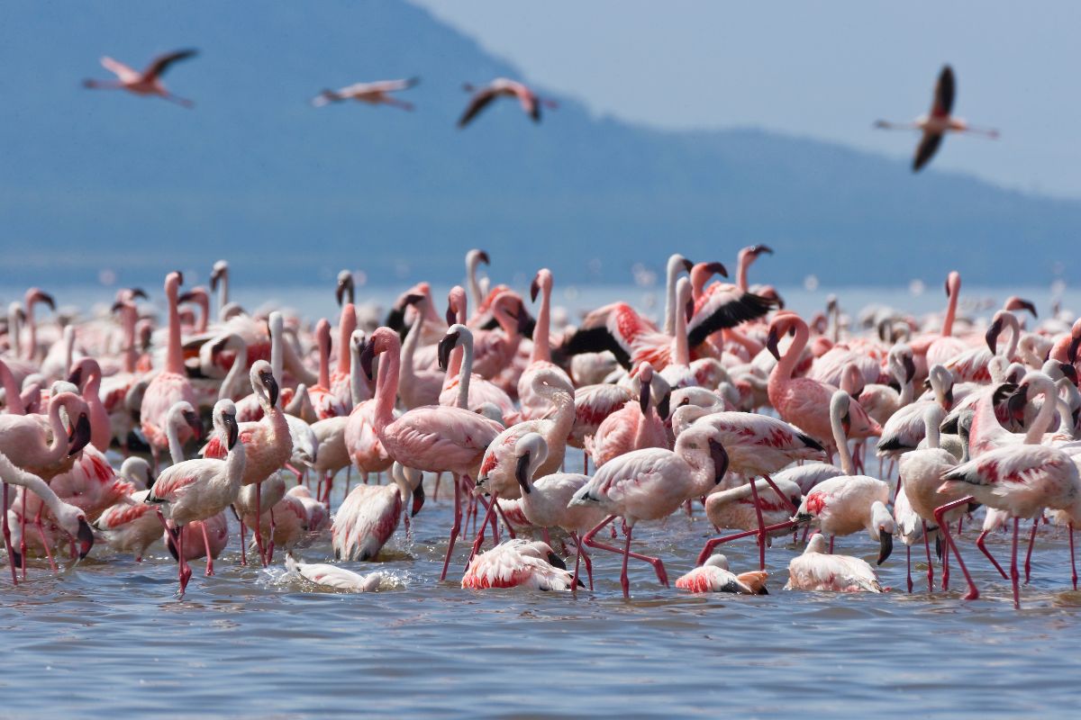 2-Day Lake Nakuru, Lake Naivasha, and Crescent Island Safari (9)