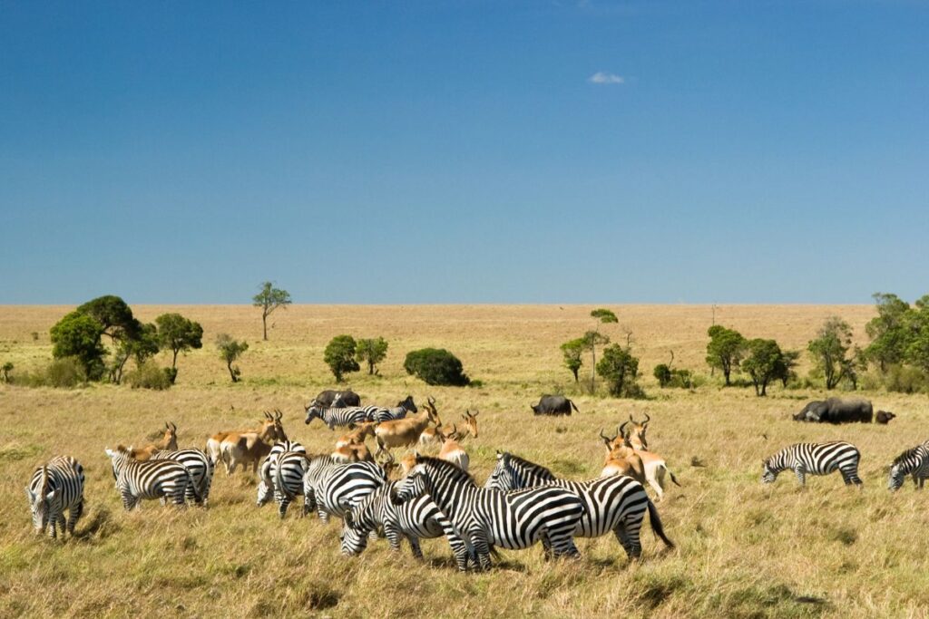 3 Days Masai Mara Safari from Nairobi