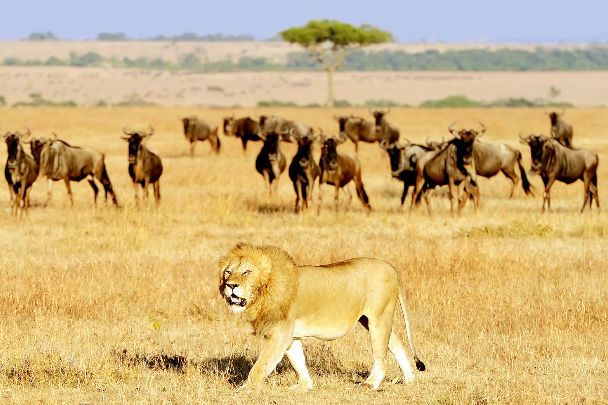 3 Days Masai Mara Safari from Nairobi