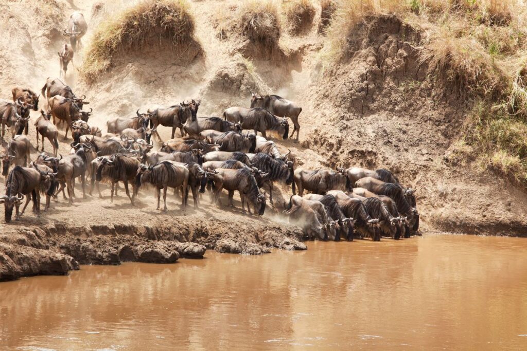 2025/2026/2027 Top Family Friendly Safari Packages