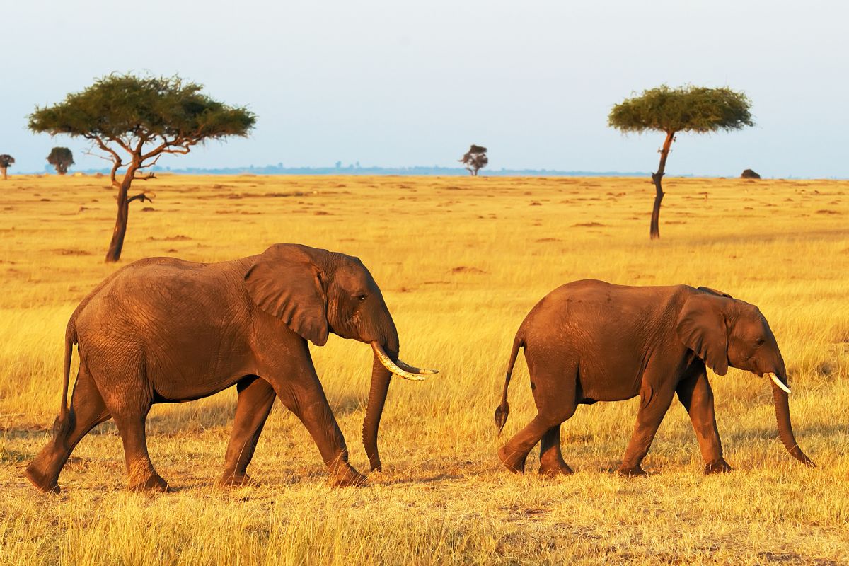 4 Days Masai Mara Wildlife Photography Safari