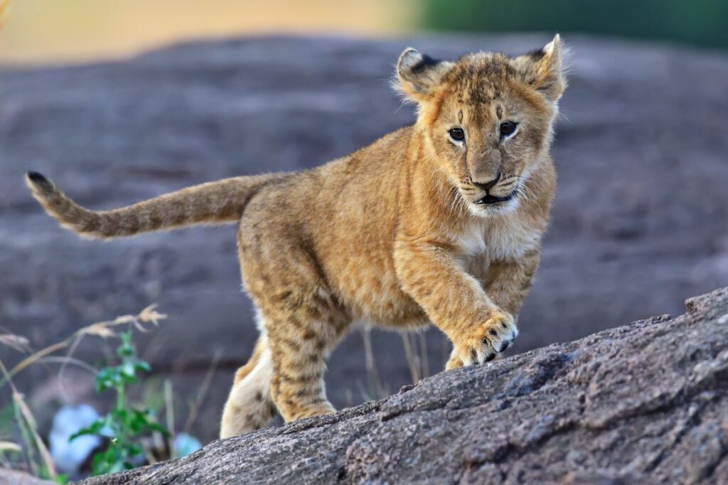 4 Days Masai Mara Wildlife Photography Safari