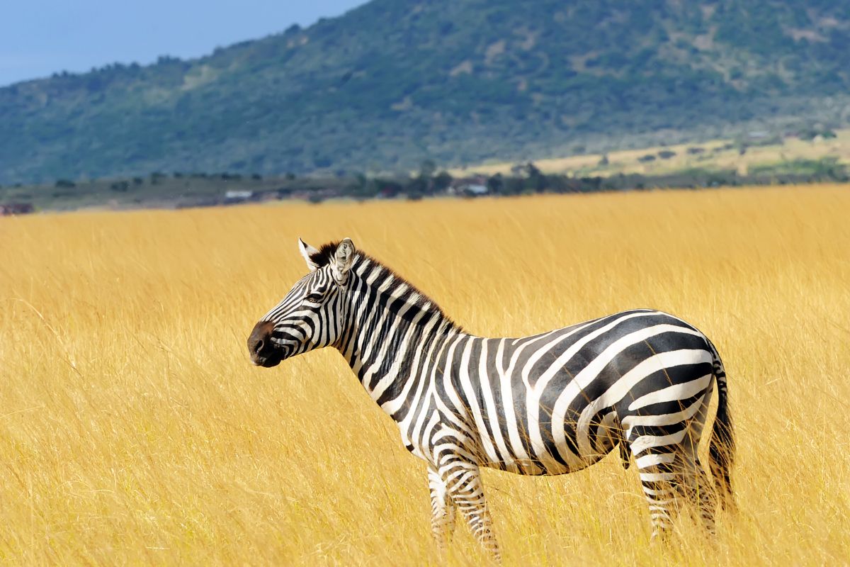 4 Days Masai Mara Wildlife Photography Safari