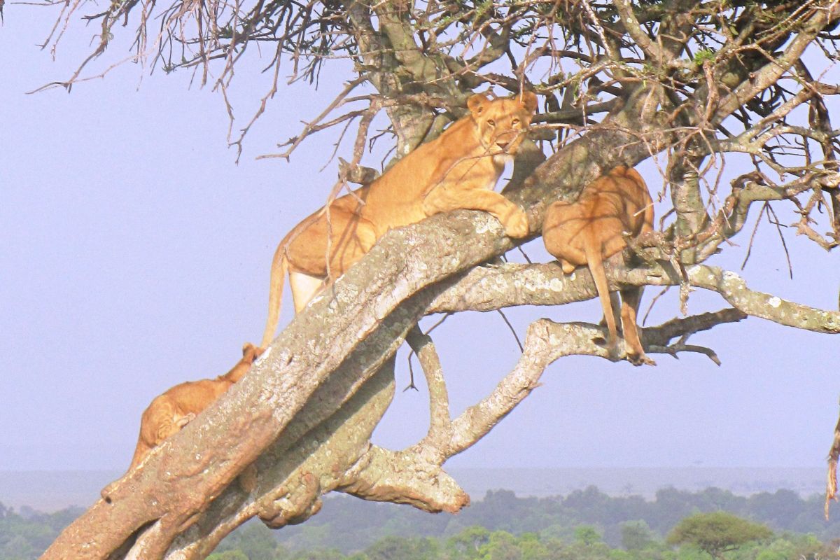 4 Days Masai Mara Wildlife Photography Safari