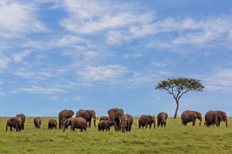 Affordable Kenya Safari Packages