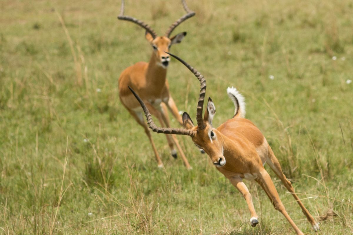 7 Day Big Five Kenya Safari Package