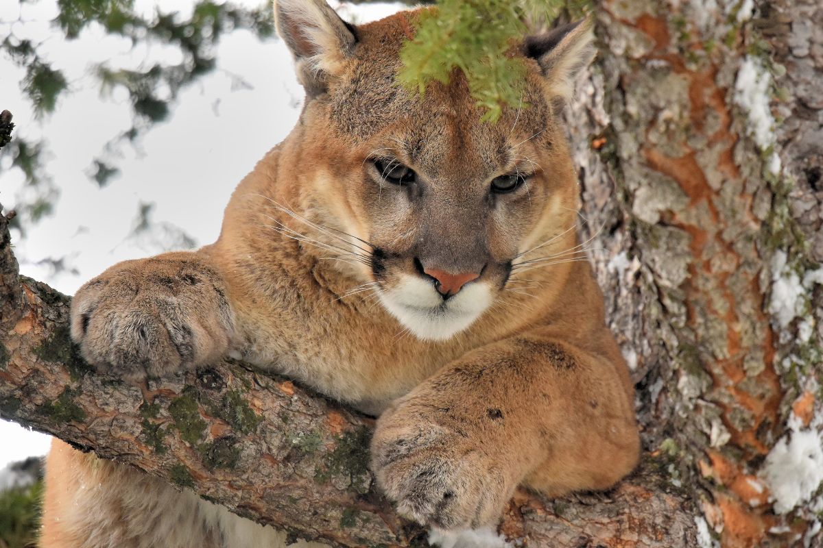 7 Day Big Five Kenya Safari Package