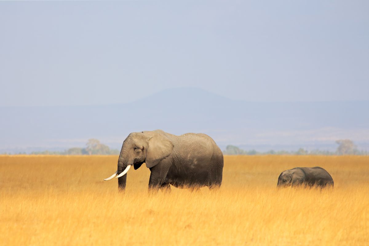 7 Day Big Five Kenya Safari Package