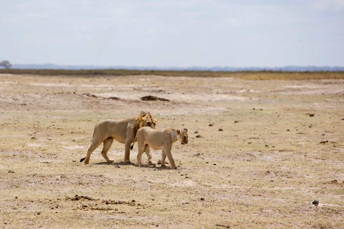 7 Day Big Five Kenya Safari Package