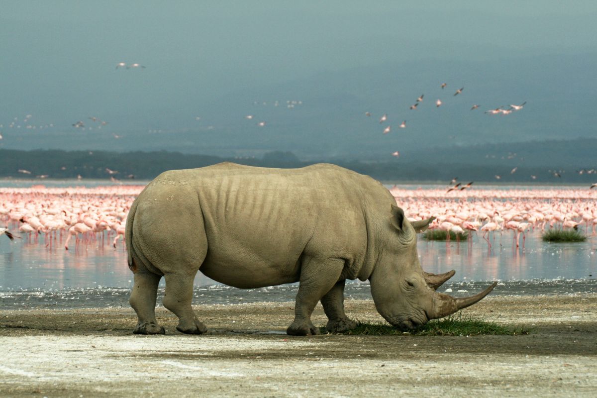 7 Day Big Five Kenya Safari Package