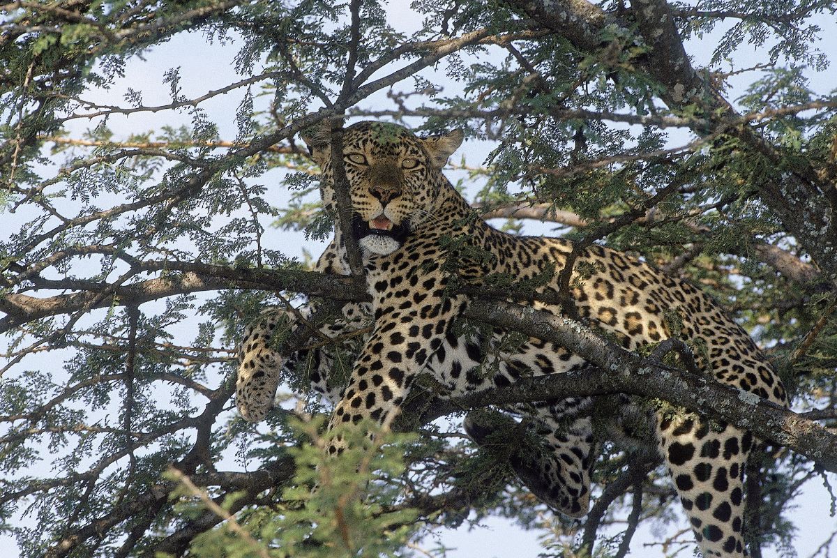 7 Day Big Five Kenya Safari Package