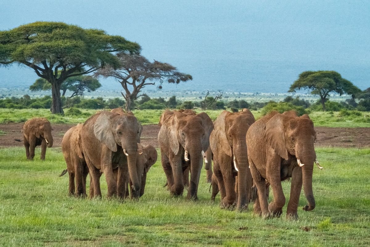 7 Day Kenya and Tanzania Safari Package