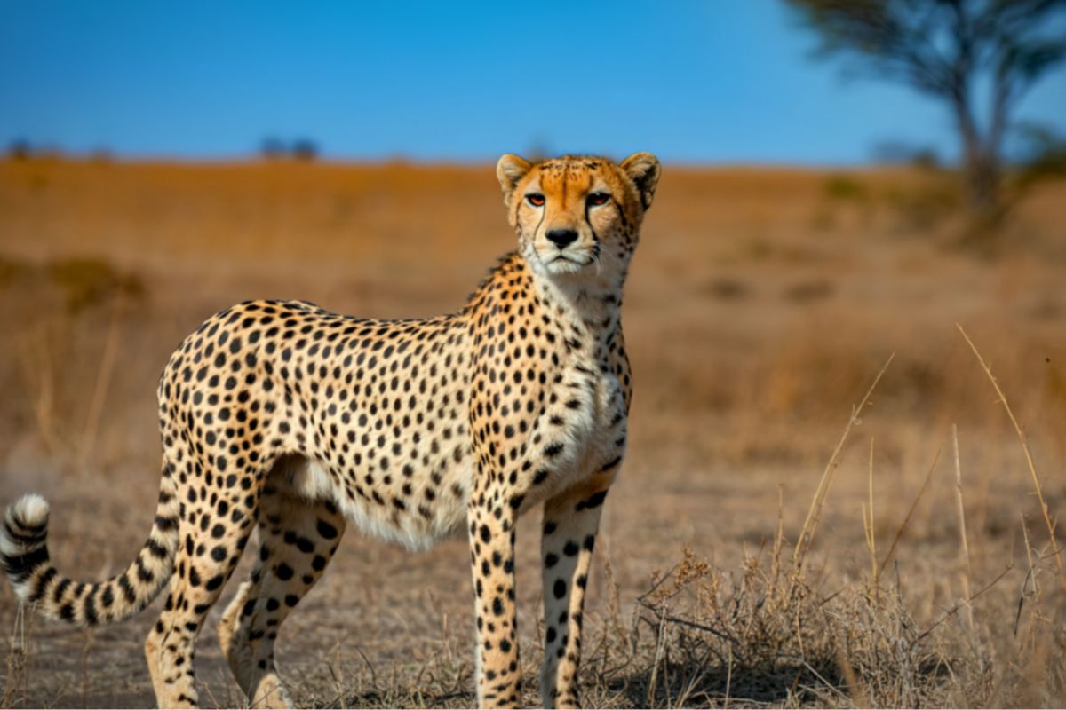 7 Day Kenya and Tanzania Safari Package
