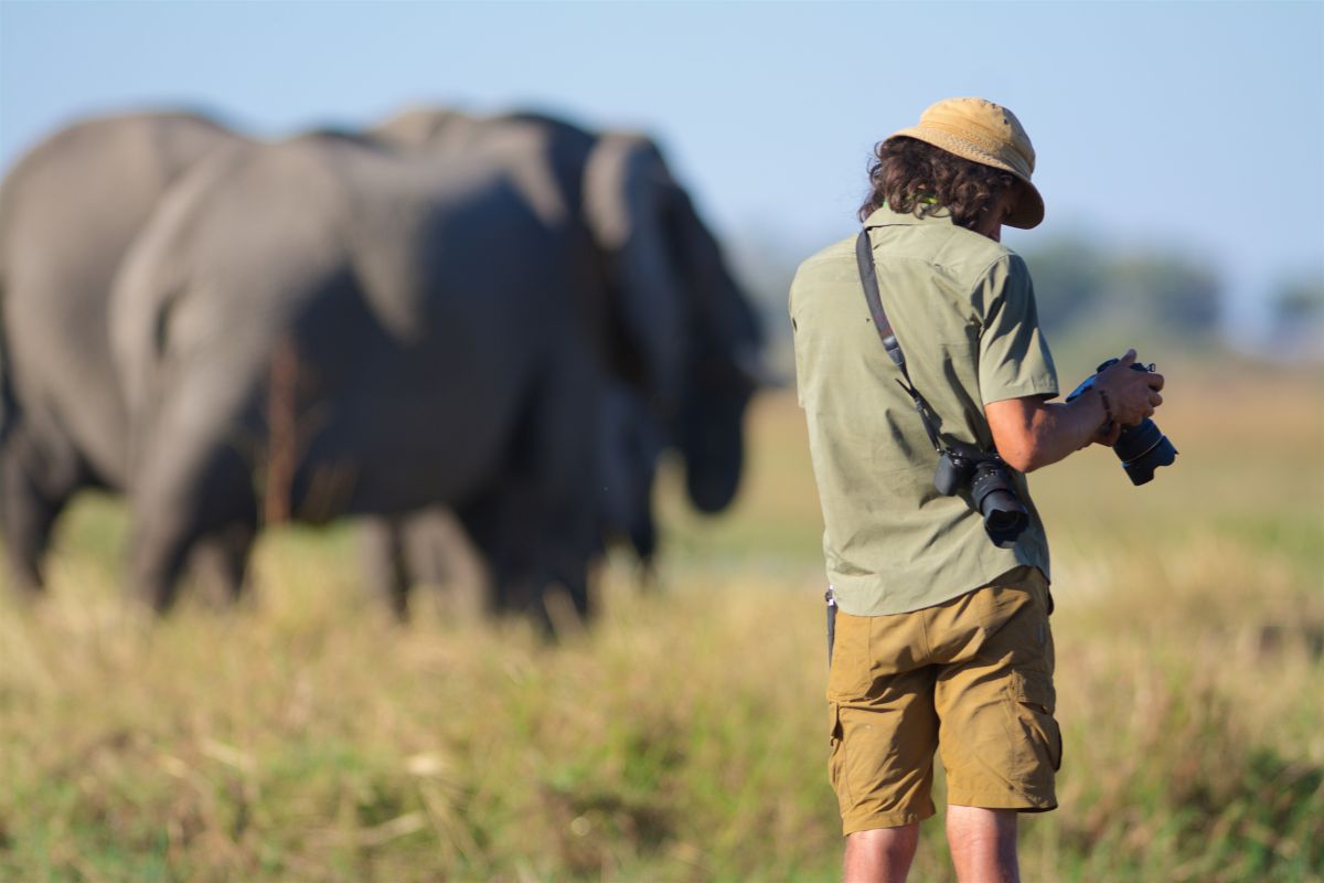 wildlife and big five safari tours