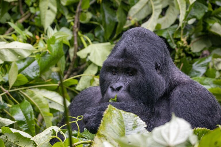 Bwindi Impenetrable National Park