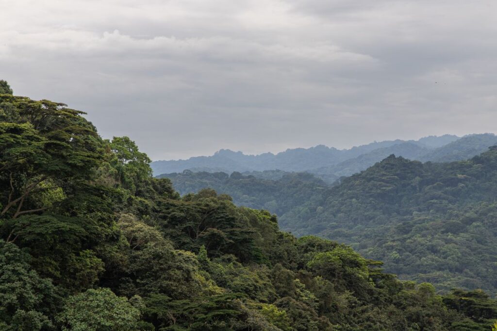 Bwindi Impenetrable National Park