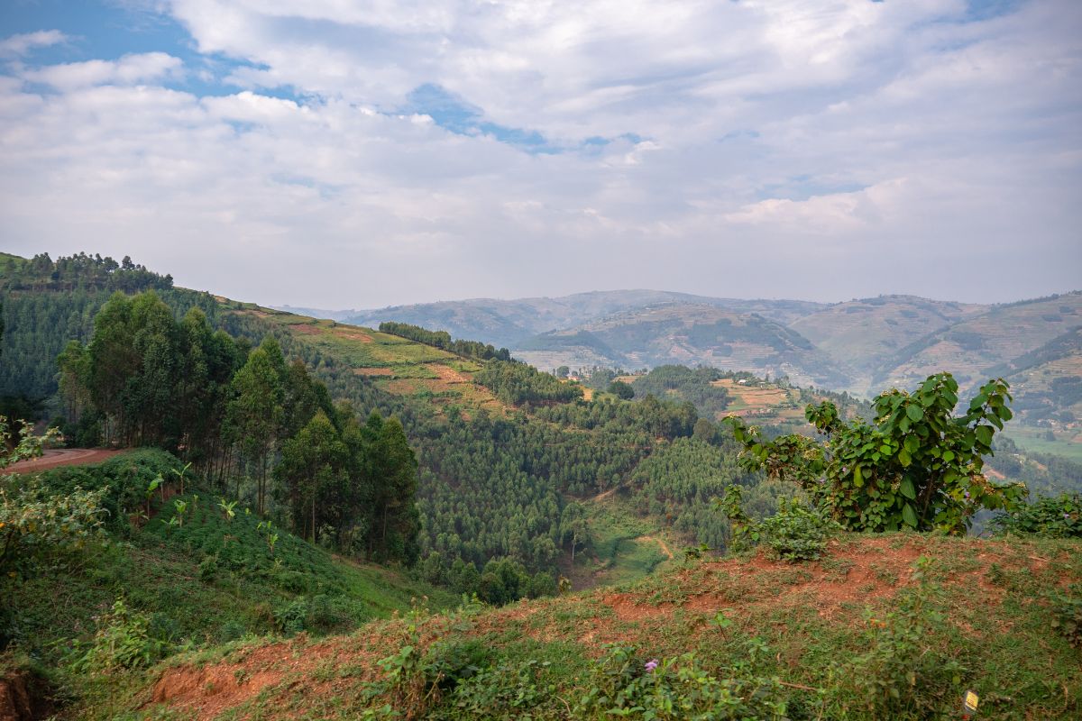 Bwindi Impenetrable National Park