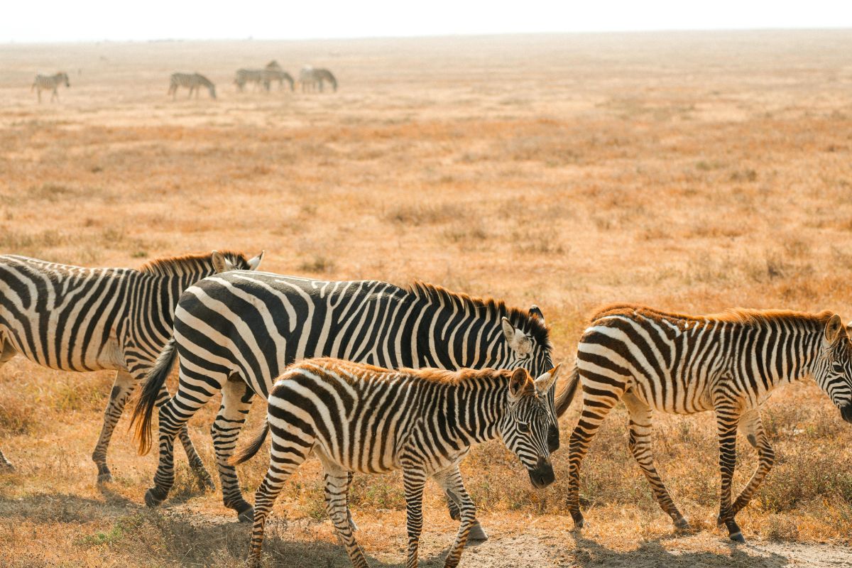 Cost of 5 Day Safari in Tanzania