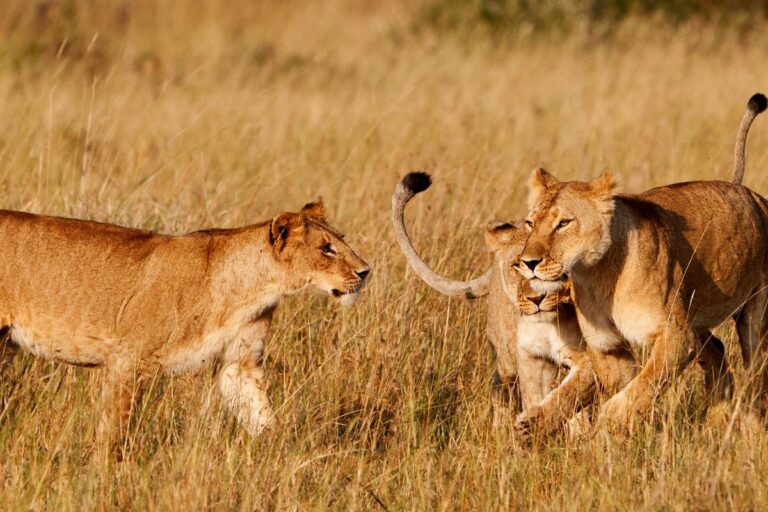 Maasai Mara National Reserve