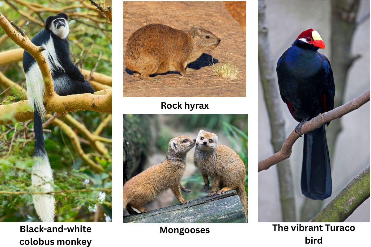 Mount Kenya Wild Animals Fauna