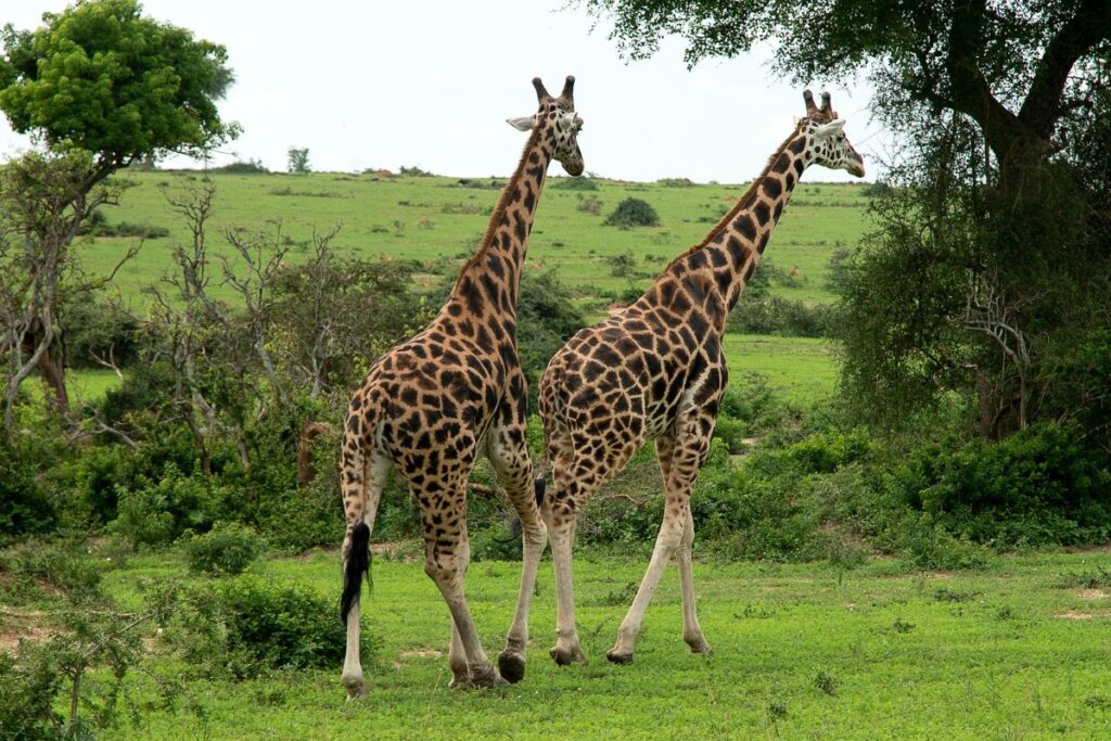 Murchison Falls National Park in Uganda
