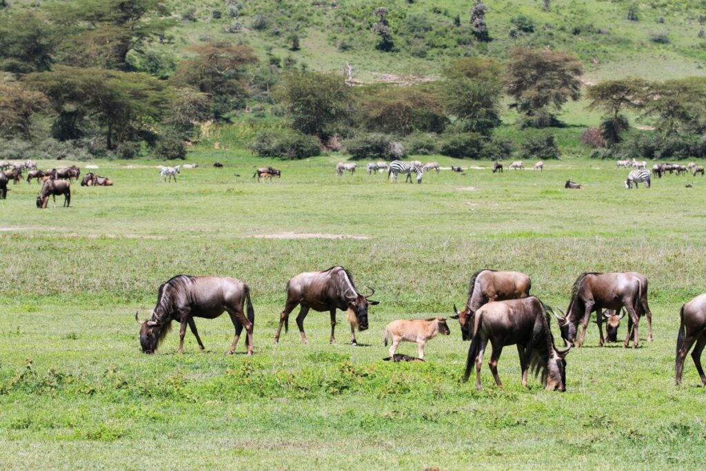 Ngorongoro Conservation Area safari