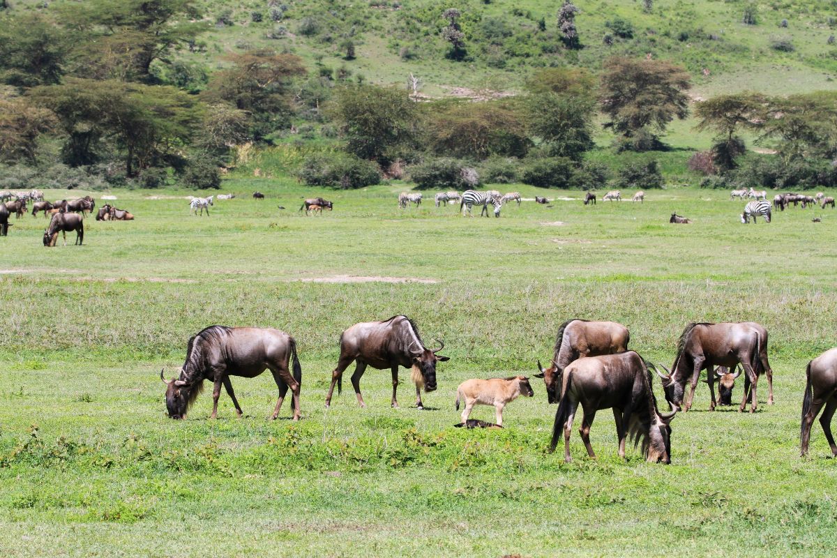 Ngorongoro Conservation Area safari