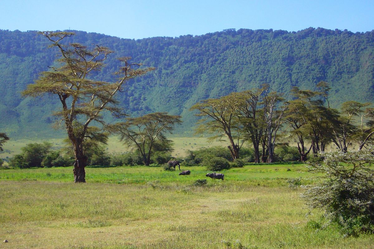 Ngorongoro Conservation Area safari