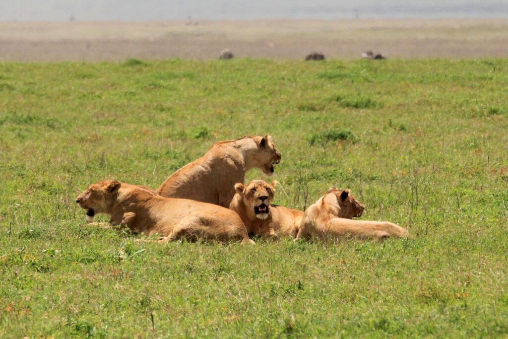3 Days Masai Mara Budget Group Joining Safari