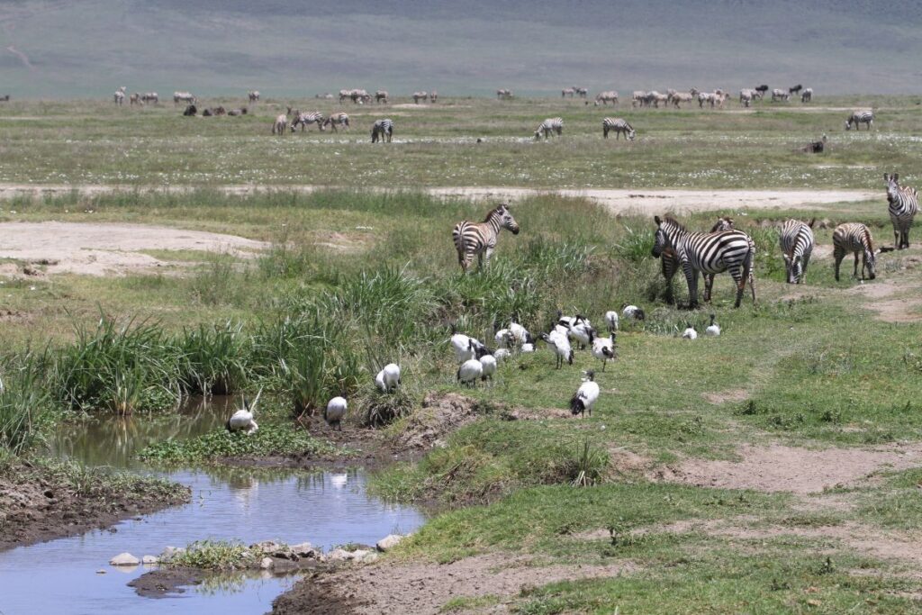 Ngorongoro Conservation Area safari