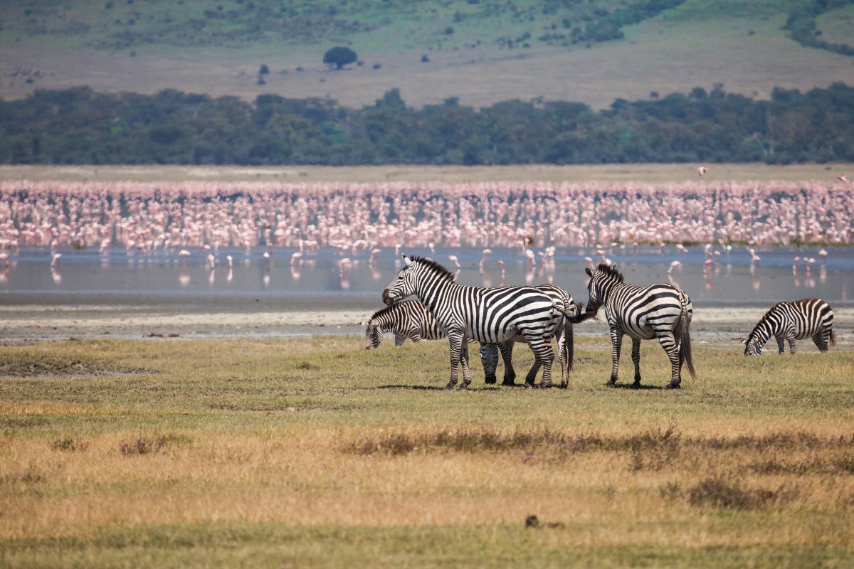 Ngorongoro Conservation Area safari