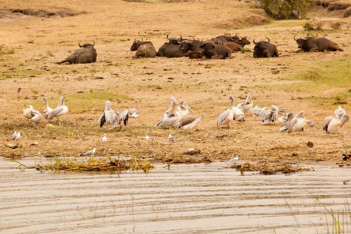 Queen Elizabeth National Park