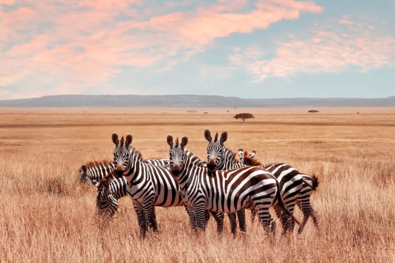 Serengeti National Park safari Tanzania