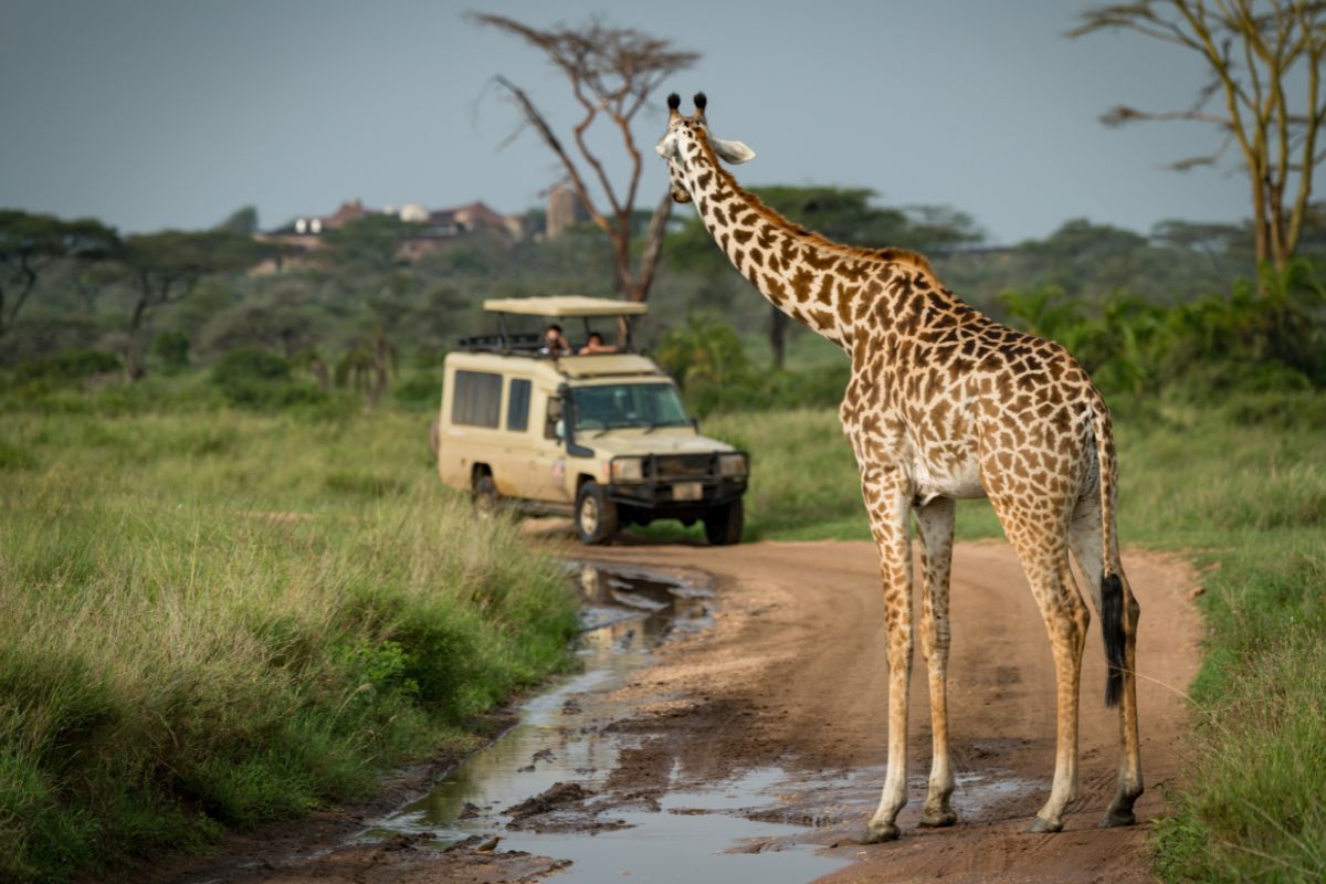 Travel and Safari Partners in Kenya