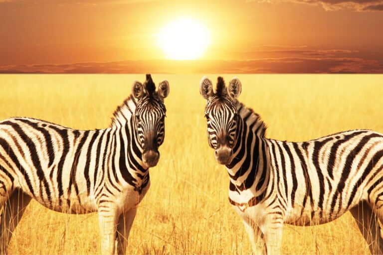 10 Day Kenya and Tanzania Safari Package