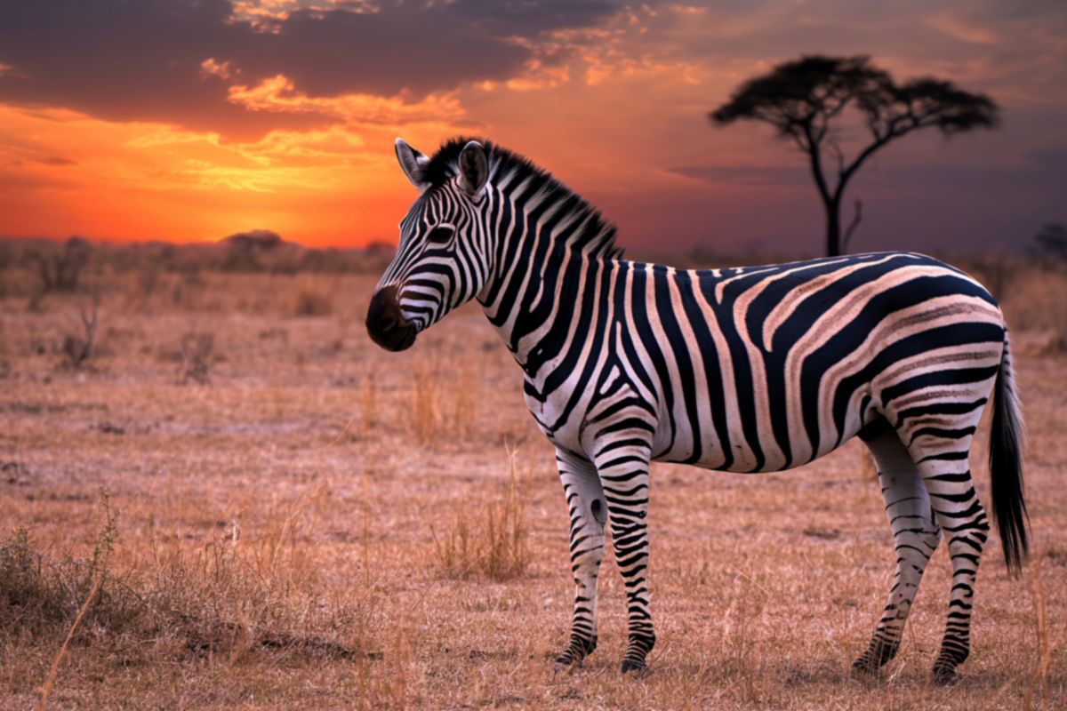 10-Day Kenya and Tanzania Safari Package