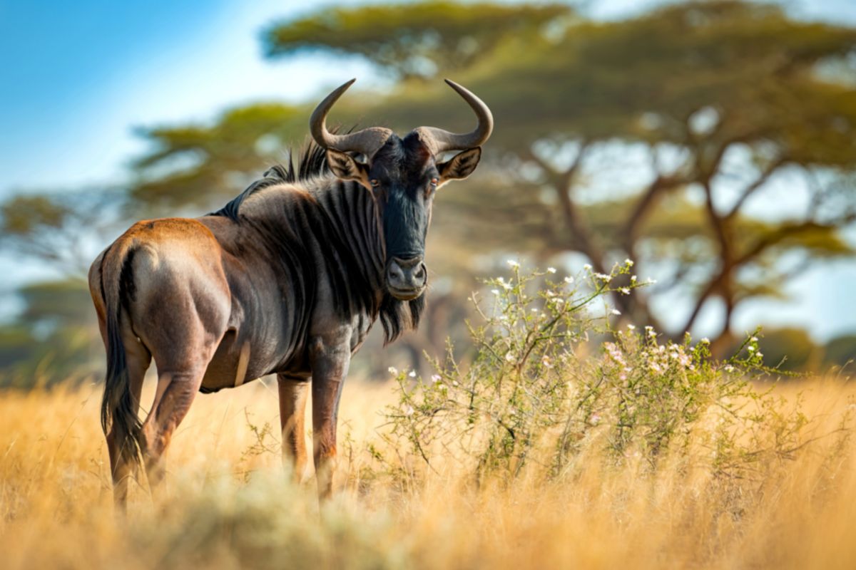 14 Days Kenya and Tanzania Safari Package
