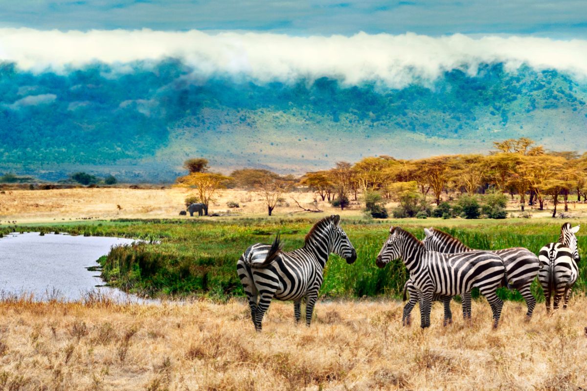 Tanzania Safaris