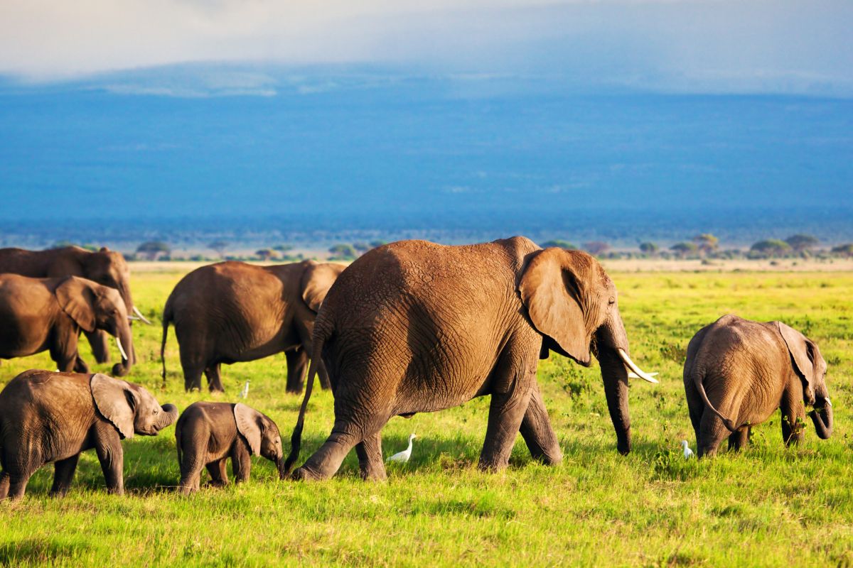 3 Days Amboseli Safari from Nairobi Package