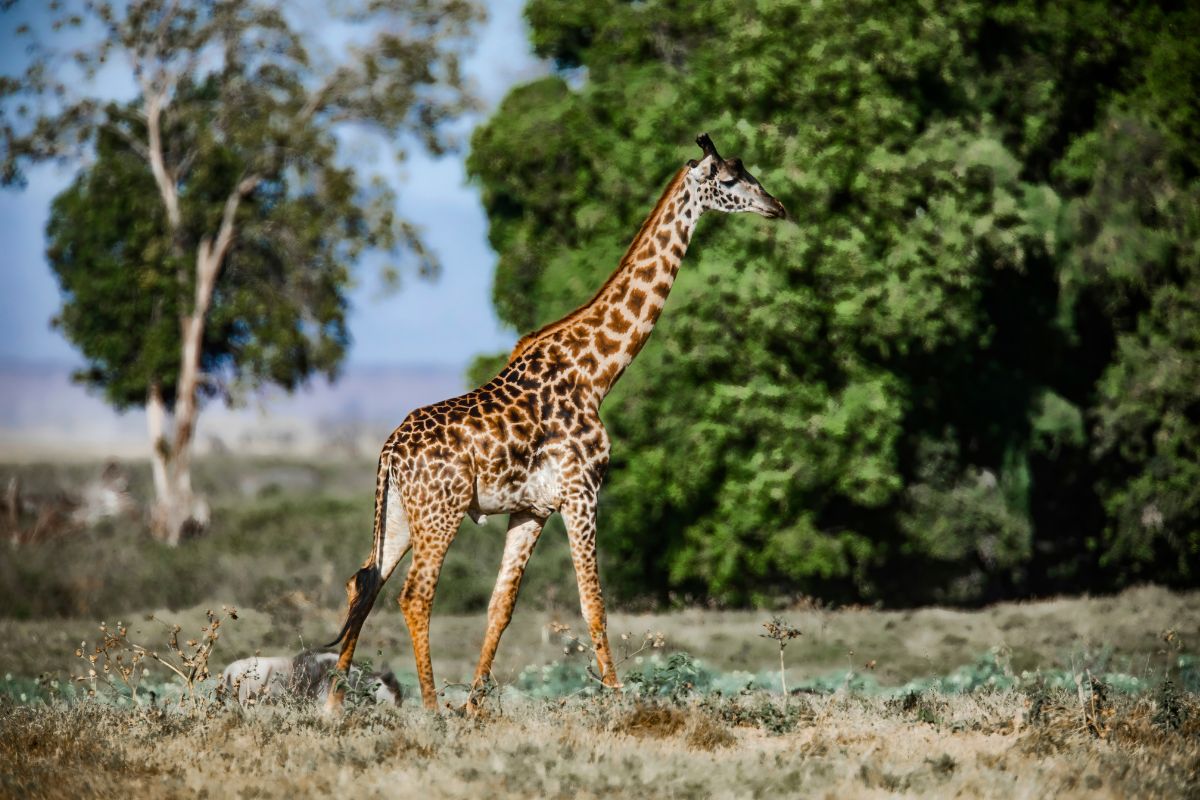 3 Days Amboseli Safari from Nairobi Package