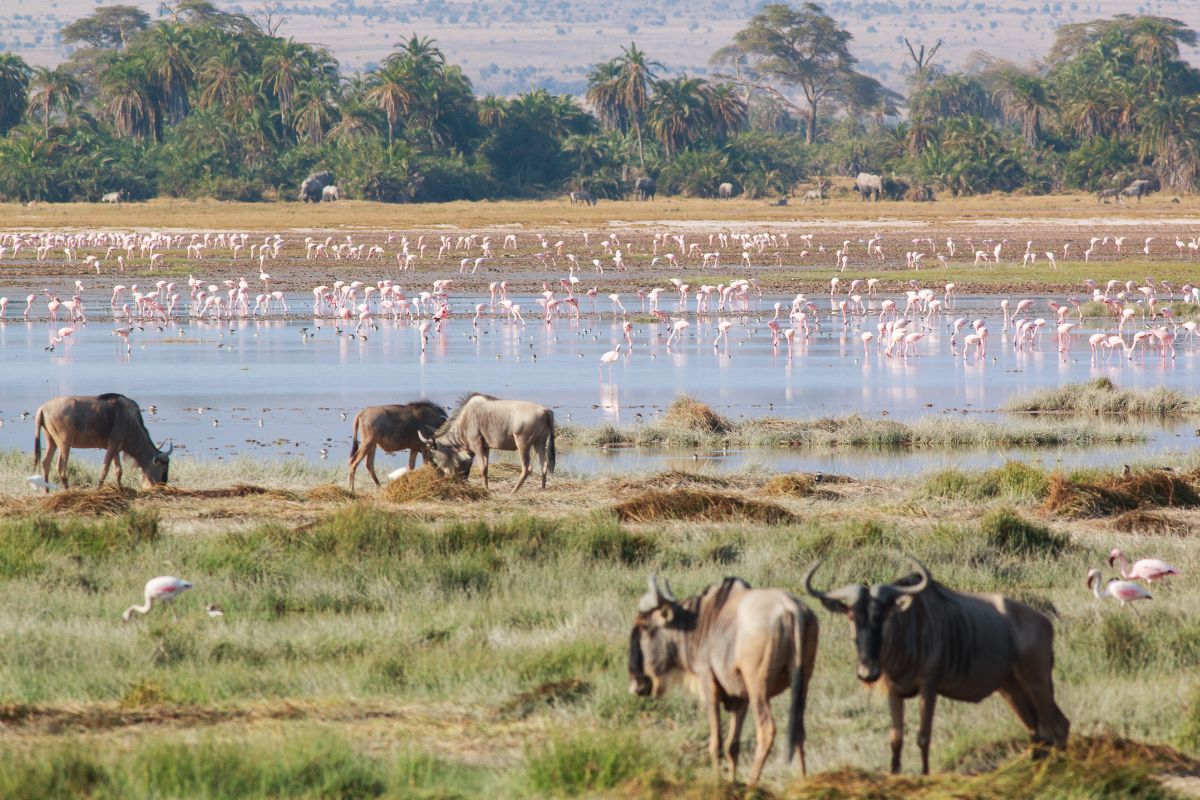 4 Days Amboseli and Tsavo Safari