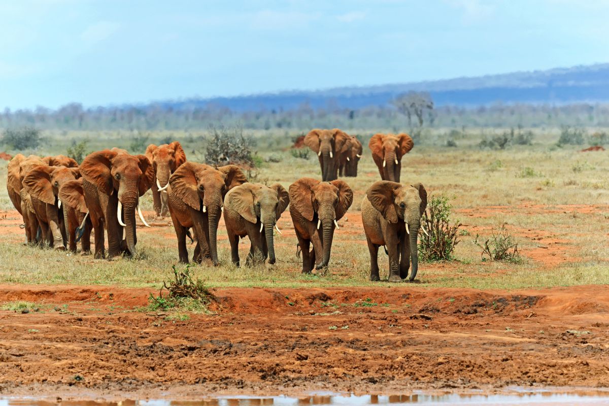 4 Days Amboseli and Tsavo Safari