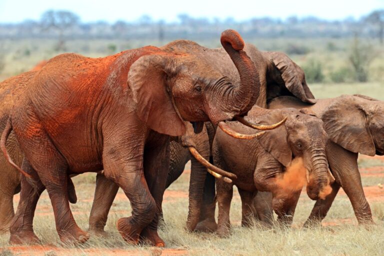 4 Days Amboseli and Tsavo Safari