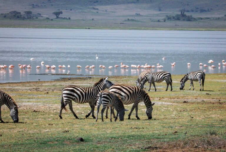 5 Day Tanzania Fly-In & Drive Safari