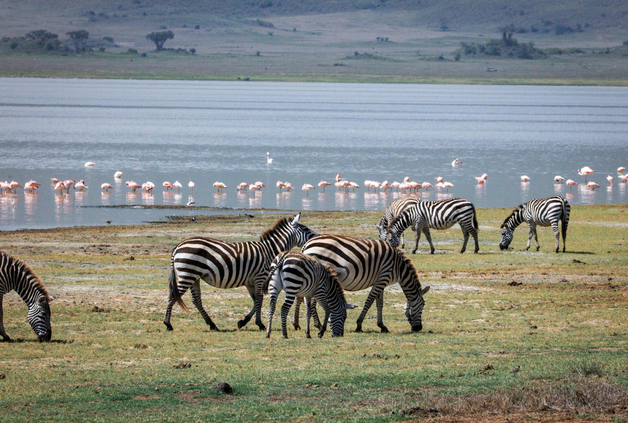5 Day Tanzania Fly-In & Drive Safari