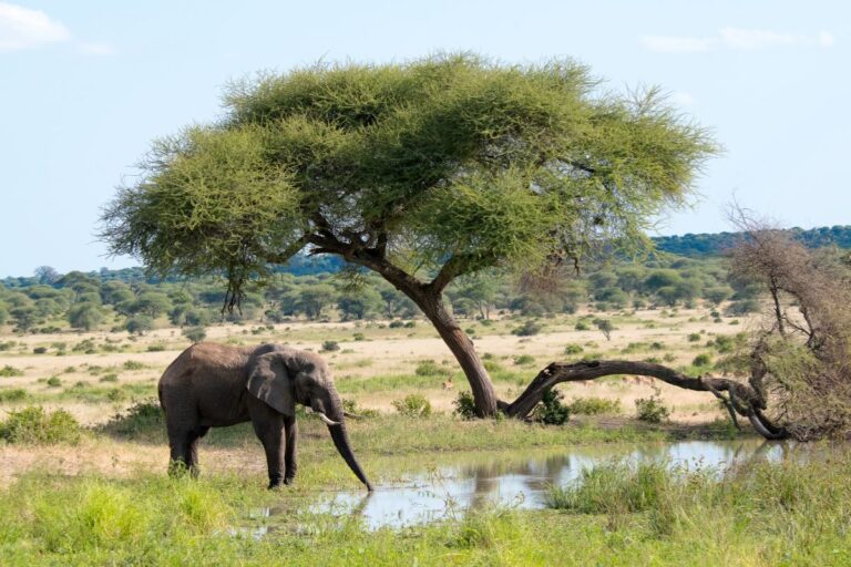 6 Days Tanzania Safari Package