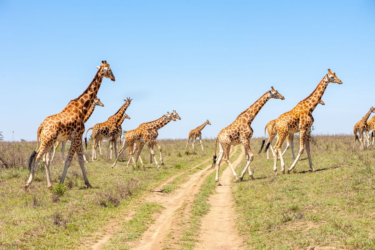 8 Days Kenya and Tanzania Safari Package (1)