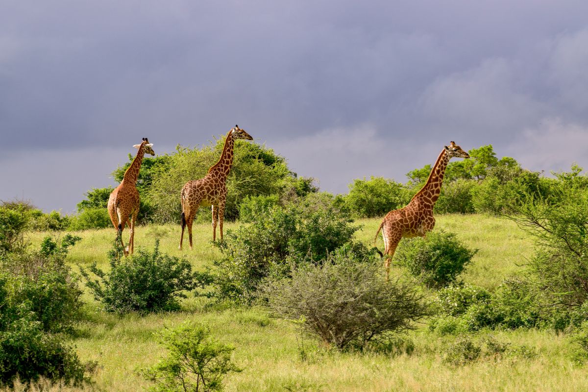 9 Days Amboseli, Tsavo West, Tsavo East and Diani Beach Safari Package