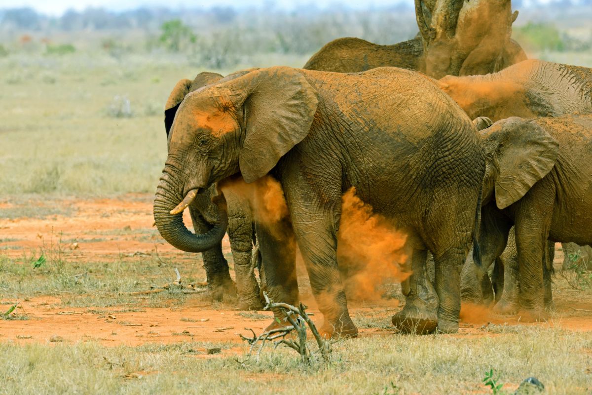 9 Days Amboseli, Tsavo West, Tsavo East and Diani Beach Safari Package